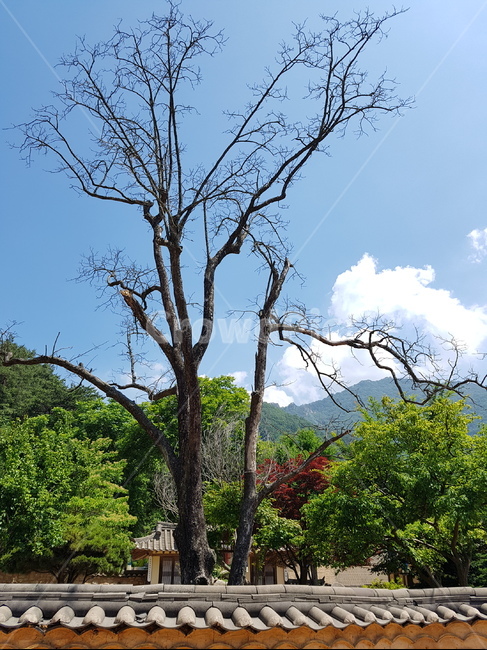 나무,파란하늘,경치,풍경,구름,산,기와집,힐링,문경새제