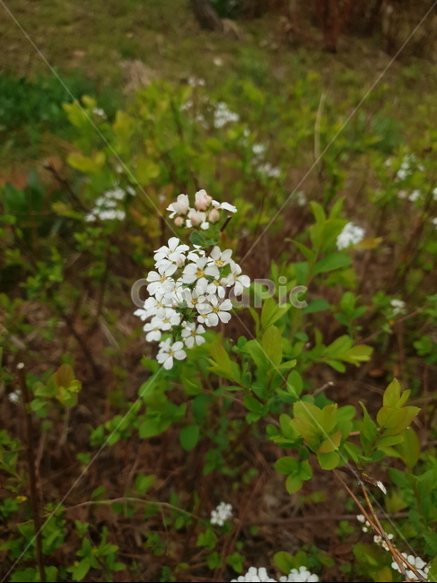 초목,plant,식물,야생화,하얀색