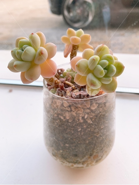 pot,plant,small flower pot