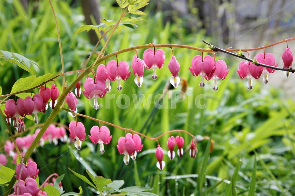 꽃,자연,식물,야생화,금낭화,식물,자연,plants,nature,꽃,flower