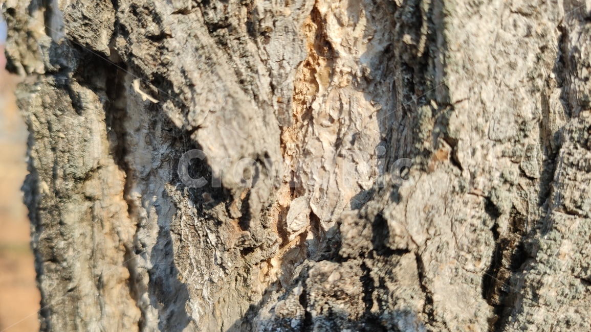 나무껍질,나무질감,식물,나무,plant,tree,bark,woodtexture,식물,자연,plants,nature,나무,trees,wood,텍스처,질감,패턴,texture,pattern