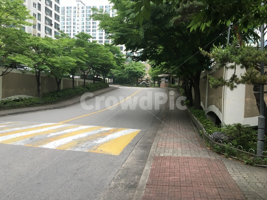 도로,road,아스팔트,asphalt,나무,tree,식물,자연,nature,경치,landscape,풍경,scenery
