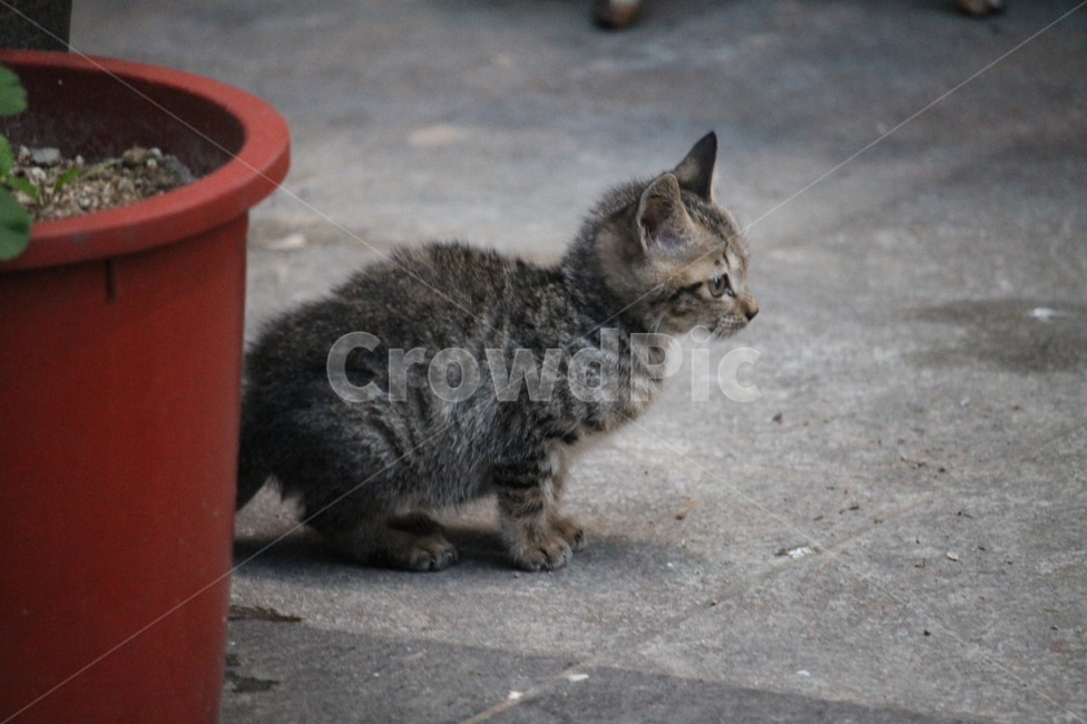 길고양이,고양이,길냥이,외로움,휴식,묘생,냥이,묘,길거리,고양이들,동물,animal,고양이,cat,kitten,kitty