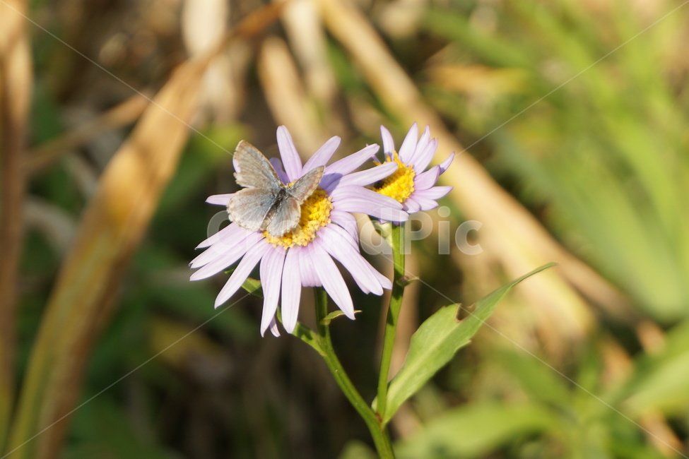 자연,식물,꽃,flowers,나비,식물,자연,plants,nature,꽃,flower,동물,animal,곤충,벌레,insect,bug