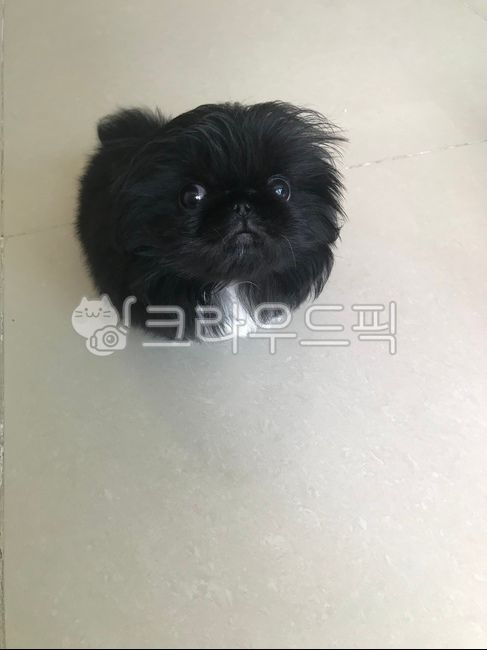 강아지,검정개,페키니즈,귀여운,개,사랑스러운,아기,새끼강아지,pet,반려동물