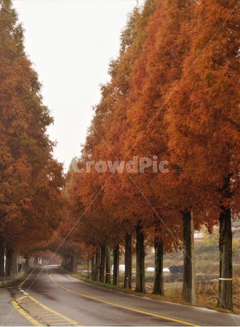 가을,메타세콰이어길,단풍,자연,나무,식물,오렌지색,길,가로수,안개,nature,autumn,fall,trees,자연풍경,한국자연풍경,orangecolor,감성,emotion,plant,maple,가을,계절,fall,autumn,season,자연,풍경,nature,landscape,tree