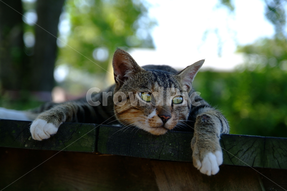 동물,고양이,냥이,캣,cat,animal,lazycat,길냥이,동물,animal,고양이,cat,kitten,kitty