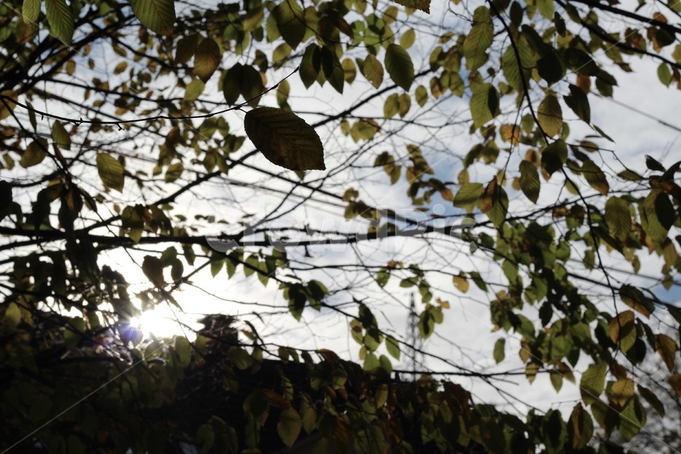 단풍,나뭇잎,plant,식물,leaf,잎,tree,나무
