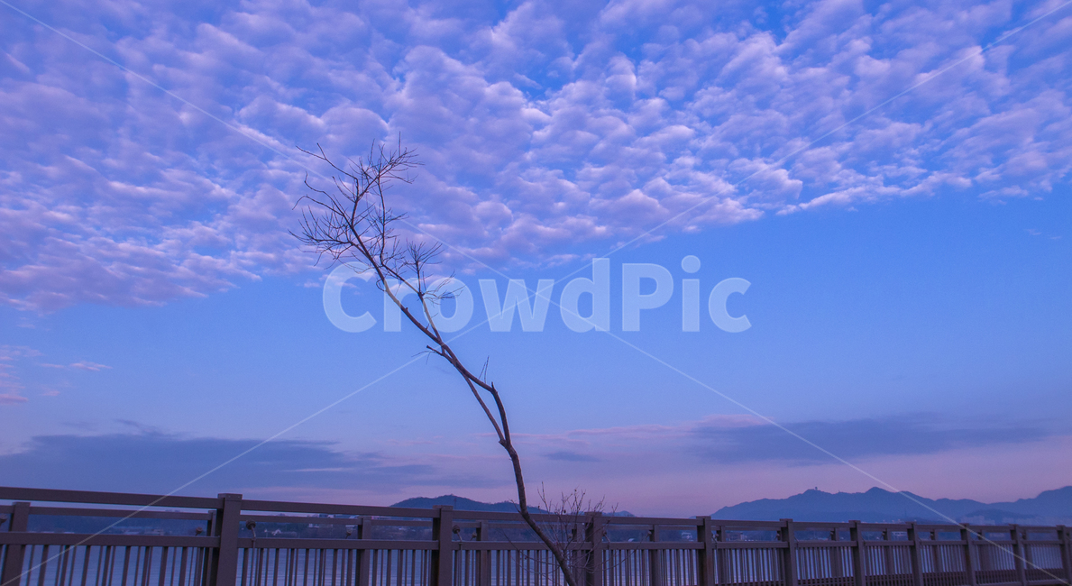 겨울,나무,감성,계절,공원,식물,자연,풍경,nature,landscape,식물,plants,나무,trees,wood,railing,난간