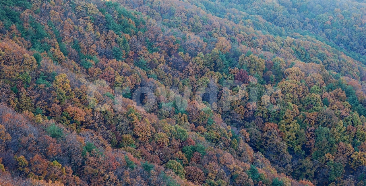 단풍,가을,산,숲,자연,배경,백그라운드,나무숲,산림,칼라,컬러,컬러풀,형형색색,나무,풍경,color,colorful,mountain,background,autumn,fall,자연,풍경,nature,landscape,가을,계절,fall,autumn,season,vegetation,초목,plant,식물,outdoors,옥외,land,땅,경치,scenery,tree