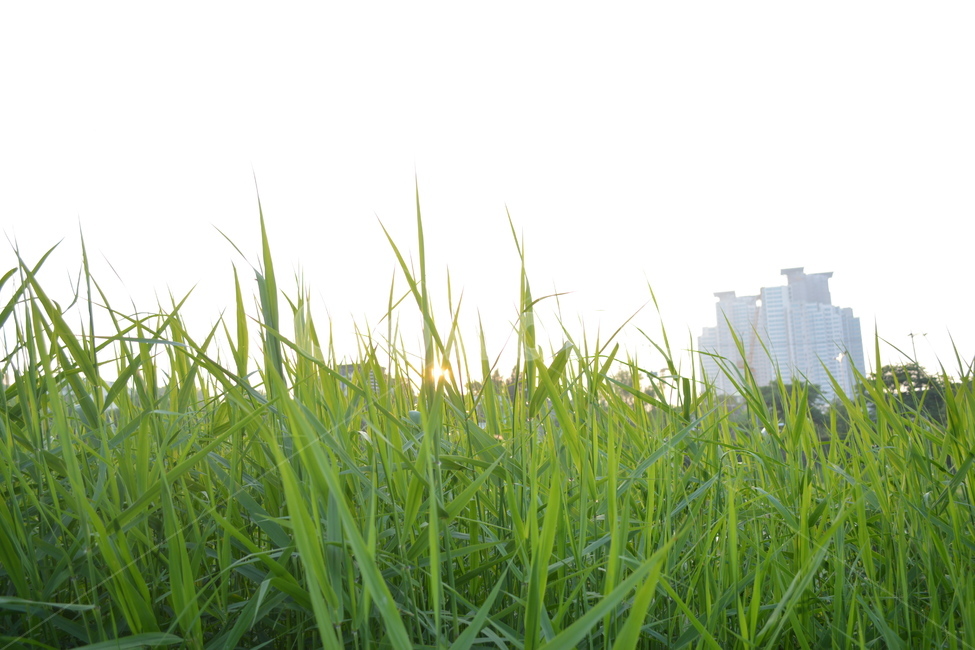 grass,잔디,plant,식물,하늘