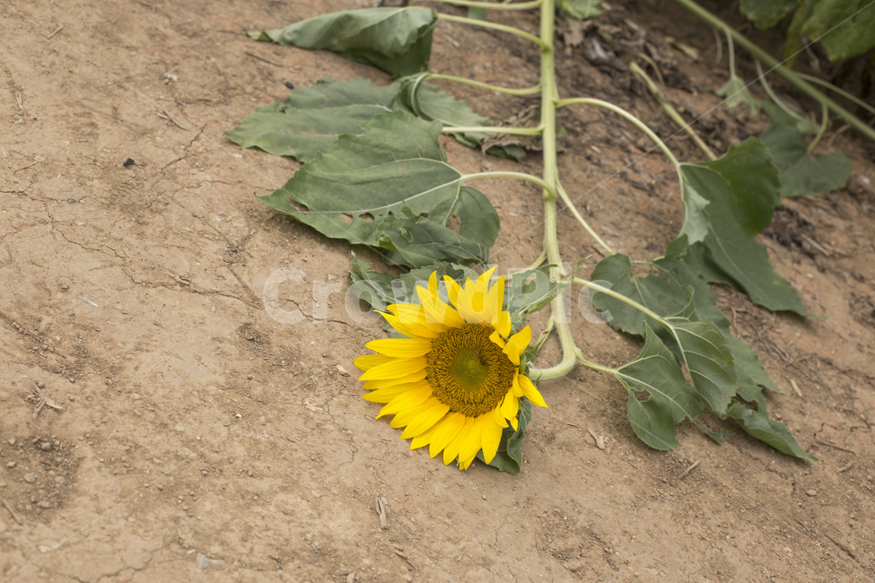 해바라기,꽃,해바라기꽃,노란꽃,여름,계절,노란색,식물,땅,식물,자연,plants,nature,꽃,flower