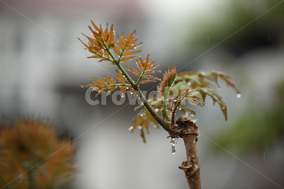 두릅,시골,여름,비,물방울,식물,자연,plants,nature,비,비오는날,rain,rainy
