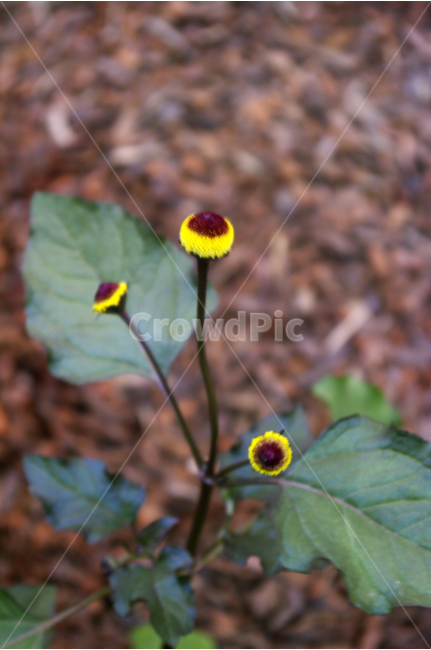 까꿍,식물,flower,plants,꽃,꽃봉오리,color,축제,festival,식물,자연,plants,nature,꽃,flower