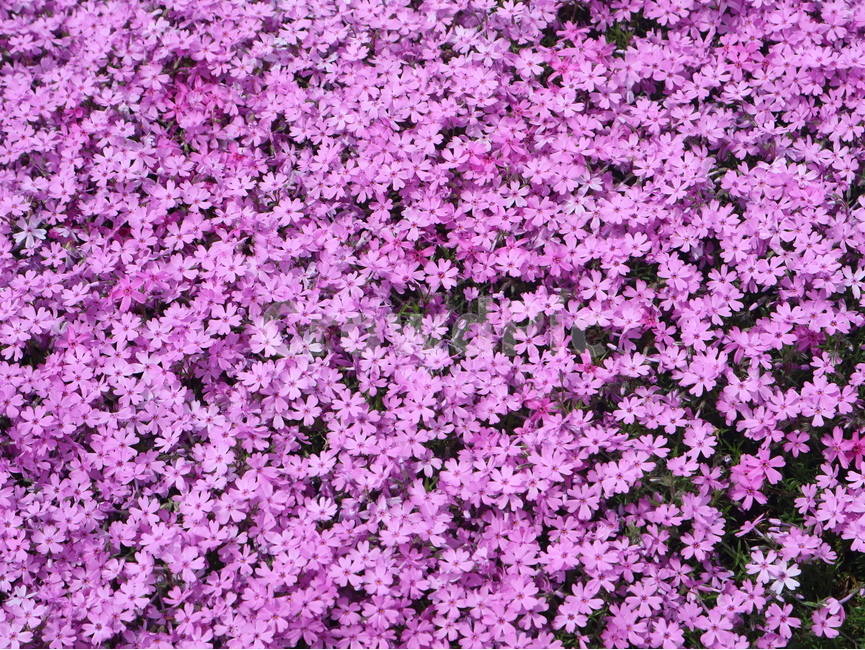 꽃,꽃잔디,자연,분홍,보라,식물,자연,plants,nature,꽃,flower