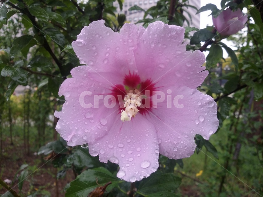 꽃,식물,flower,plant,무궁화,무궁화꽃,자연,식물,자연,plants,nature,꽃,flower