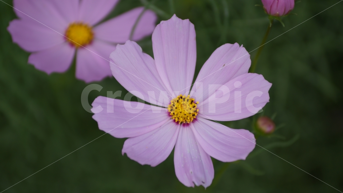 꽃,꽃사진,코스모스,가을,식물,가을,계절,fall,autumn,season,식물,자연,plants,nature,꽃,flower,plant