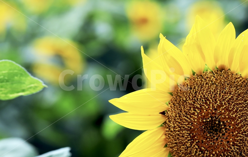 꽃,해바라기,풍경,여름,프로덕션명주,김명주,여름,계절,summer,season,식물,자연,plants,nature,꽃,flower,plant,blossom