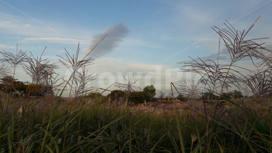하늘공원,억새풀,하늘,파란하늘,구름,가을,계절,fall,autumn,season,자연,풍경,nature,landscape,한국자연풍경,한국자연경관,korea nature landscape,grass,잔디,plant,식물,outdoors,옥외