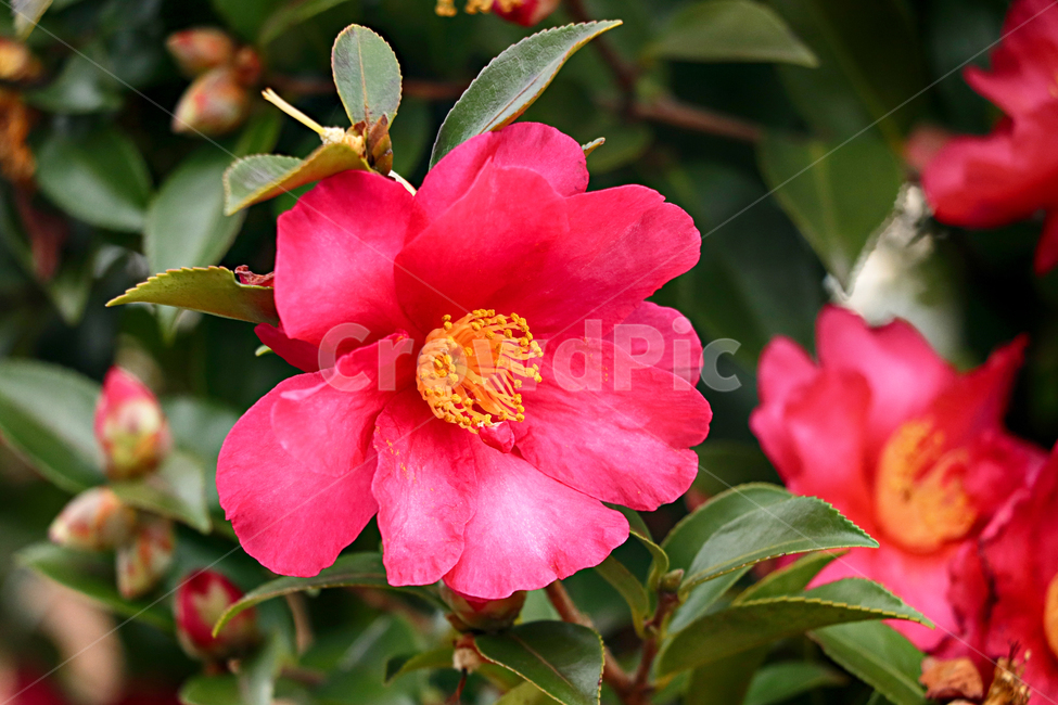 동백꽃,plant,식물,flower,blossom,꽃,geranium,제라늄,식물,자연,plants,nature,꽃,flower