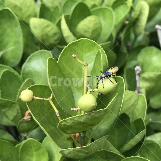 사철,황금사철,spindletree,노박덩굴과,벌레,사철열매,약재,열매식물,식물,곤충