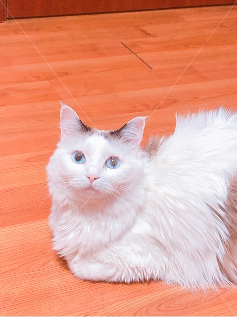 고양이,흰색,흰고양이,야옹이,파란눈,파랑,동물,animal,포유류,mammal,고양이,cat,kitten,kitty