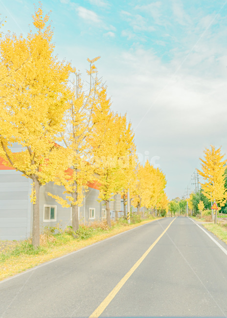 나무,tree,road,은행나무,은행,은행나무길,드라이버,가을,은행잎,낙엽,가을,계절,fall,autumn,season