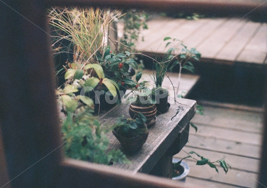 화분,식물,자연,창문,필름사진,필름,필름카메라,필름감성,감성사진,식물,자연,plants,nature,감성,sensible,feeling