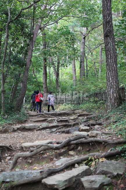 강진,만덕산,산책로,숲길,힐링,나들이,나무,산림