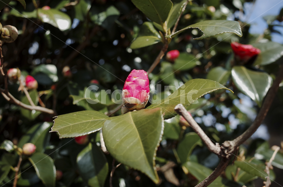 꽃,flower,blossom,red,redflower,빨간꽃,동백,동백꽃,camellia,plant,식물,leaf,잎,꽃봉오리,식물,자연,plants,nature,꽃,flower