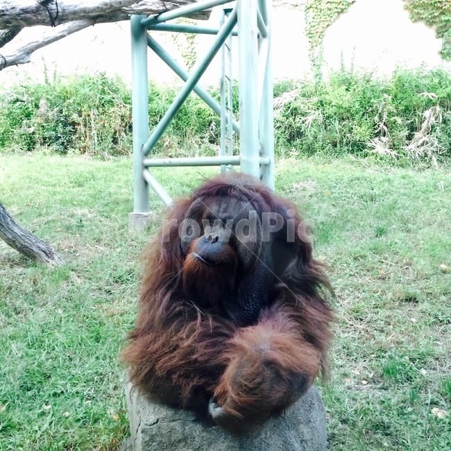 고릴라,원숭이,동물,animal,동물원,동물,animal,포유류,mammal