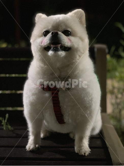 강아지,반려견,애완견,흰색,흰털,흰색털강아지,개,dog,포메라니안,포메라니언