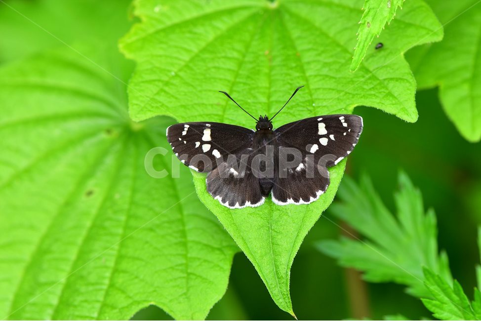 왕자팔랑나비,곤충,나비,자연,생태,insect,butter,동물,animal,곤충,벌레,insect,bug