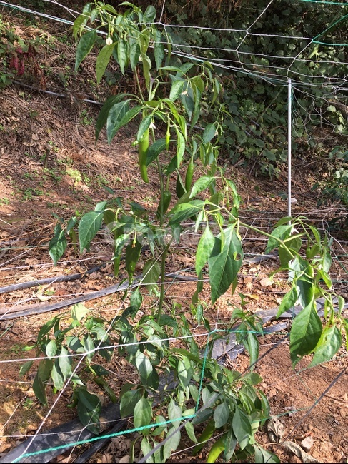 leaf,잎,plant,식물,고추,밭,고추대,땅,흙,농사,농업,농사,agriculture,farming,farming industry