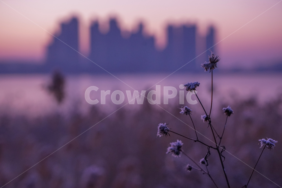 호수,저수지,여명,식물,수변,겨울,계절,가을,계절,fall,autumn,season,식물,자연,plants,nature,plant
