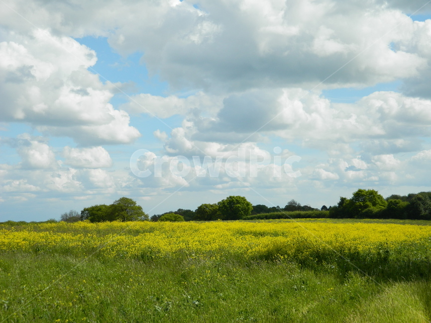 field,들,outdoors,옥외,nature,자연,grassland,평화,peace,전원,감성