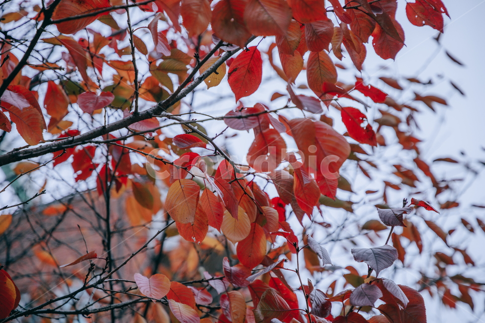 가을,단풍,나뭇잎,나무,붉은,빨간,잎,잎사귀,가을,계절,fall,autumn,season,leaf,plant,식물,tree