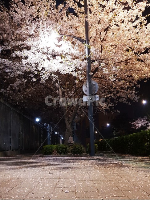 나무,벚꽃,풍경,가로등,가로수,식물,설레임,tree,봄,계절,spring,season,plant