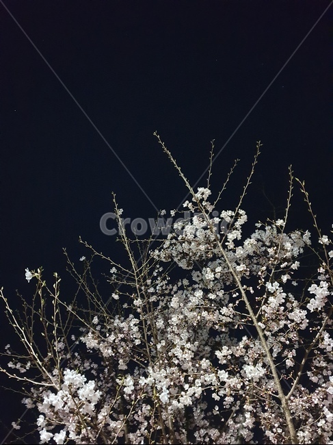 벚꽃,꽃,봄꽃,밤,flower,cherryblossom,봄,계절,spring,season,야경,밤,풍경,nightscape,night,landscape,plant,식물,blossom,cherry blossom