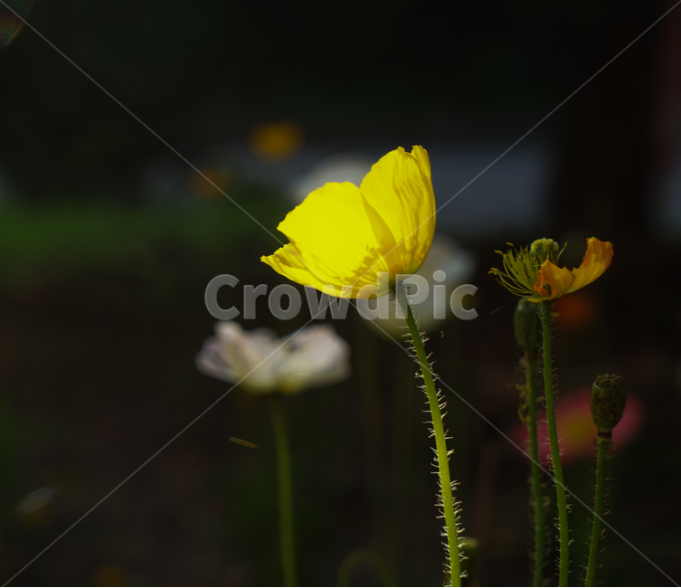 양귀비,꽃,노랑,식물,야생화,식물,자연,plants,nature,꽃,flower