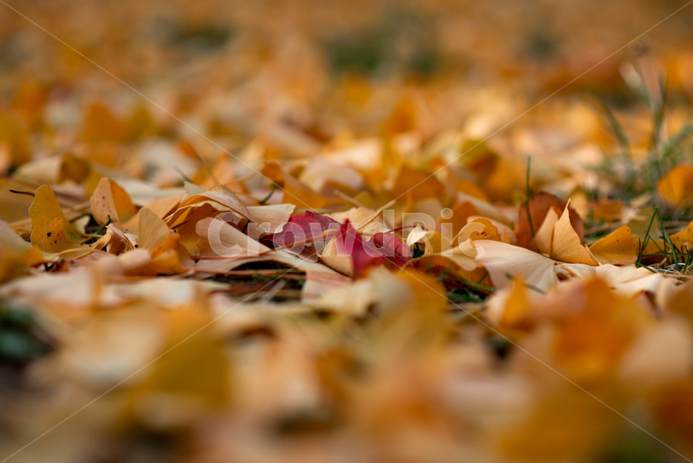 가을,배경,자연,자연풍경,가을배경,plant,식물,leaf,나무,tree,잎,단풍,단풍잎,가을,계절,fall,autumn,season,식물,자연,plants,nature