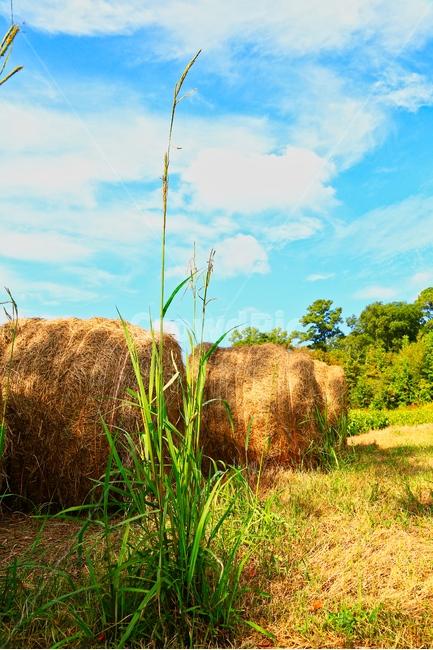 베일,베일러,농장,초원,파란하늘과베일,시골,마을,풍경,landscape,country,rural,town,산업,industry,industrial,농업,농사,agriculture,farming,farming industry