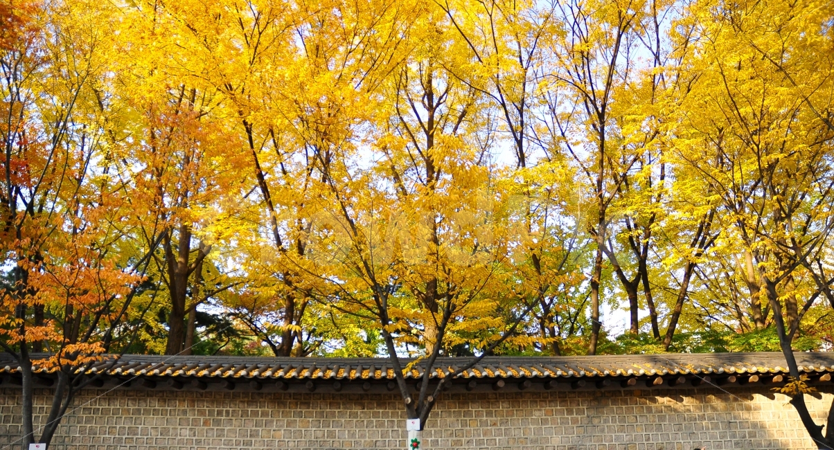 덕수궁,돌담길,덕수궁돌담길,가을,은행나무,돌담,은행잎,노란색,노란잎,bricks,stonewall,autumn,ginkgotrees,ginkgoleaves,yellowleaves,yellow,자연,풍경,nature,landscape,가을,계절,fall,autumn,season,한국전통,한국문화,korean traditional,korean culture,tree,나무,plant,식물,maple,단풍