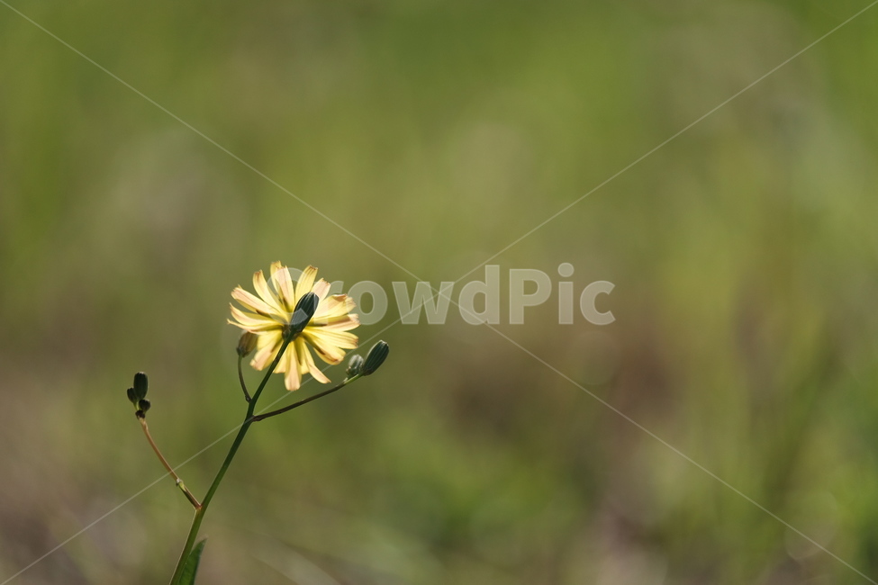들꽃,꽃,야생화,flower,wildflower,꽃밭