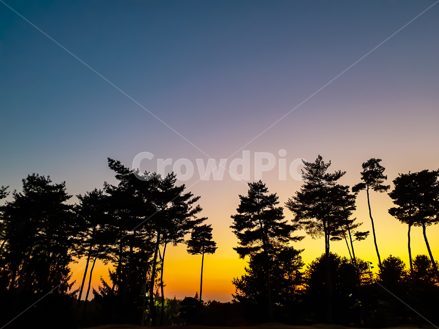 노을,나무,그림자,하늘,겨울,자연,풍경,nature,landscape,실루엣,그림자,silhouette,shadow,tree,plant,식물,fir,전나무