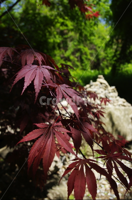 단풍,나무,잎,식물,plant,식물,자연,plants,nature