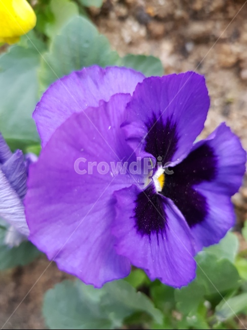 식물,화단,화단식물,식물확대,꽃,화단꽃,식물,자연,plants,nature,꽃,flower