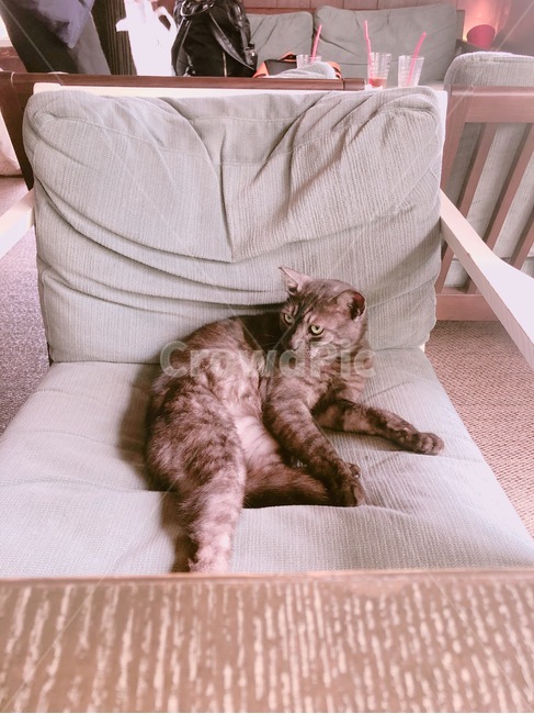 고양이,cat,동물,포유류,kitty,kitten,cute,일본고양이,동물,animal,포유류,mammal,고양이,cat,kitten,kitty