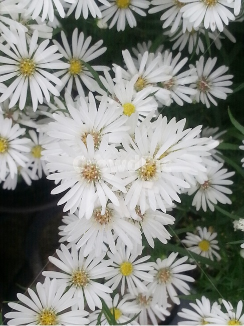 구절초,국화,가을,하얀꽃,가을꽃,순수,그리움,들꽃,야생화,식물,자연,plants,nature,꽃,flower