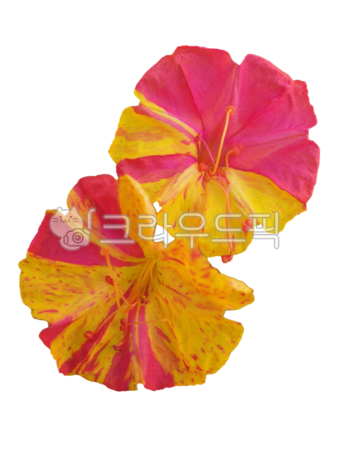 꽃누끼,생화누끼,꽃잎누끼,노랑분꽃,분꽃누끼,생화png,포토샵소스,꽃디자인소스,그래픽소스,꽃스티커,꽃아이콘,생화스티커